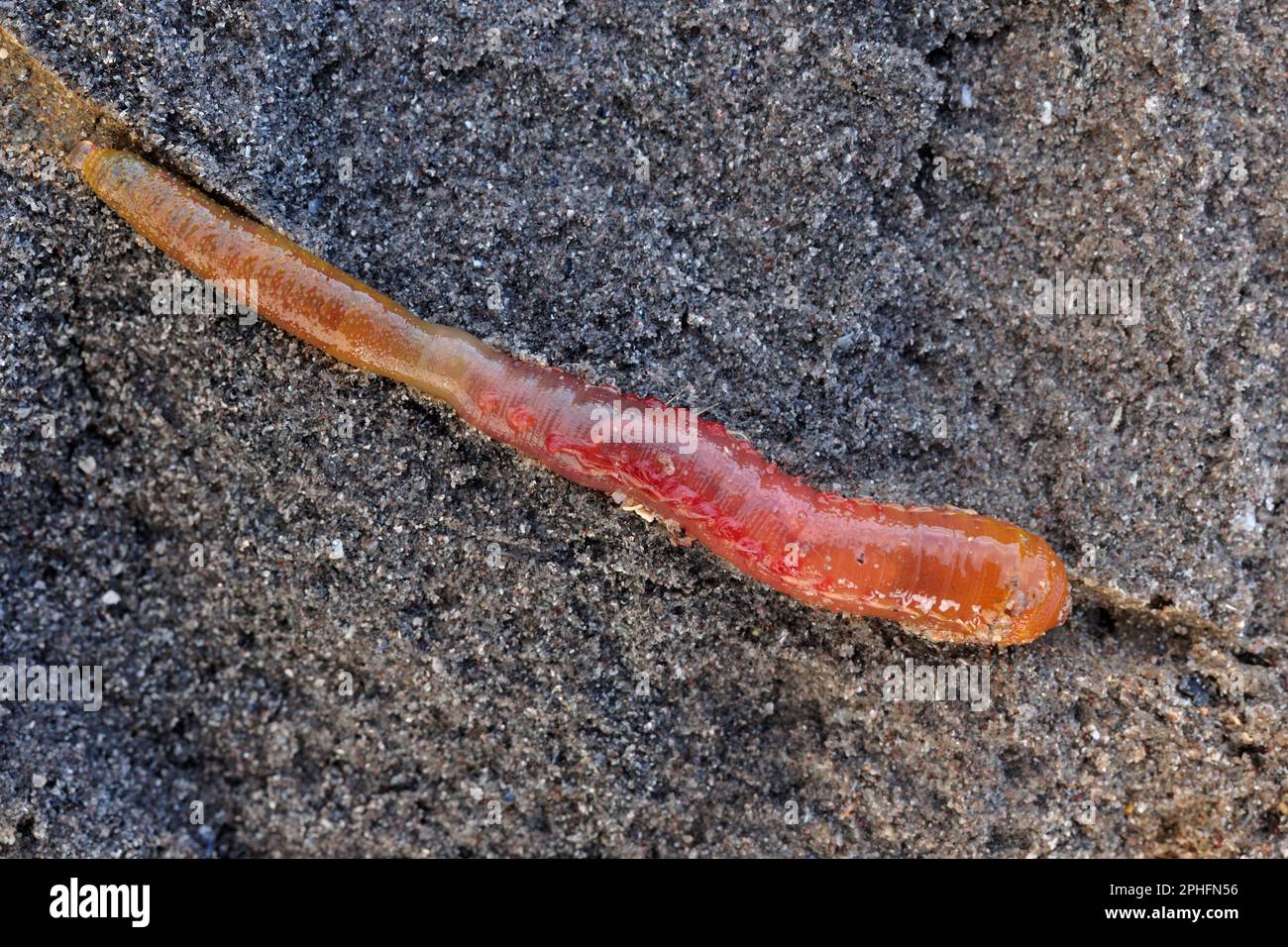 Lugworm (Arenicola marina) animal in exposed burrow in sand on the lower shore of a beach, Northumberland, England, February 2020 Stock Photo