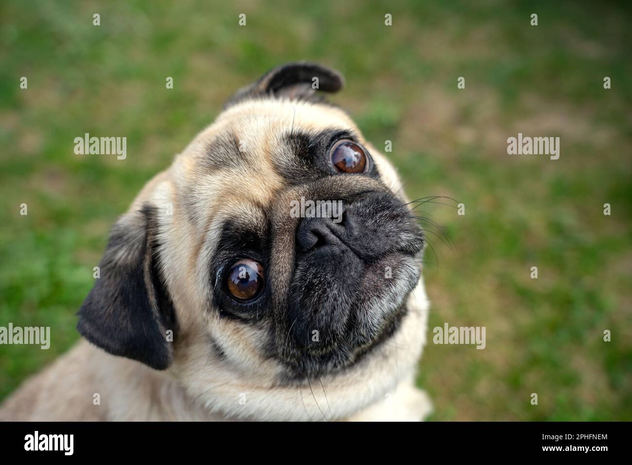 cute mops pug dog puppy looking up into the camera . Stock Photo
