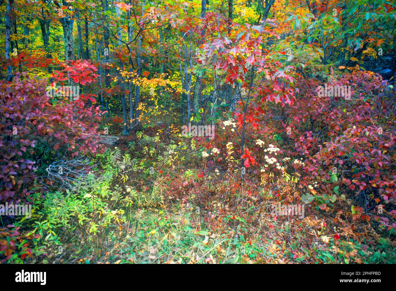 Hudson River Valley New York mountain forest trail in autumn. Colorful path with autumnal changing foliage landscape Woodland Catskill mountains USA Stock Photo