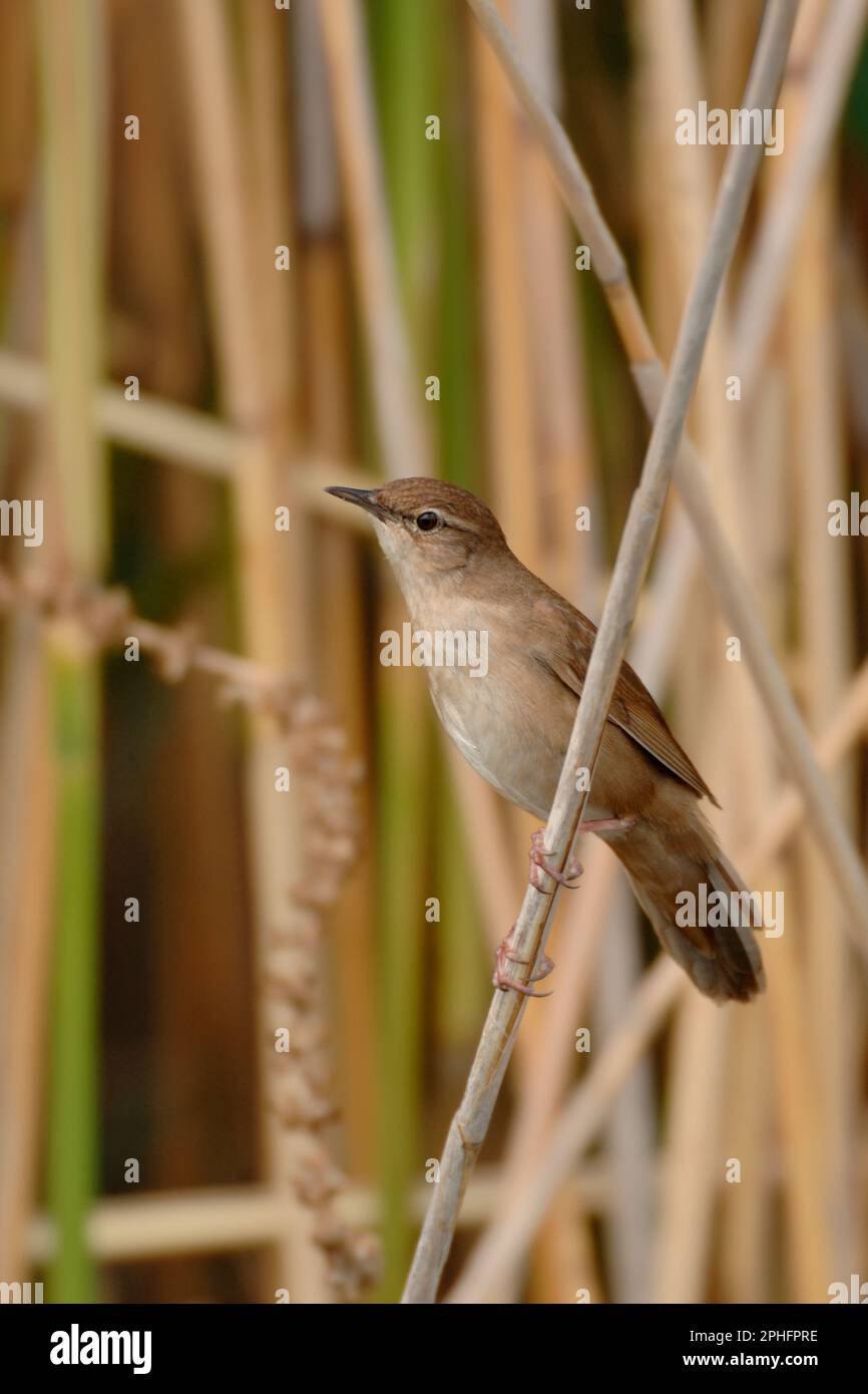 in the reeds... Warbler ( Locustella luscinioides ) Stock Photo