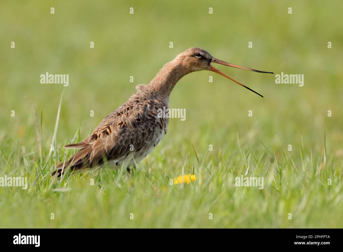 loudly... calling black-tailed godwit ( Limosa limosa ) in a wet meadow Stock Photo