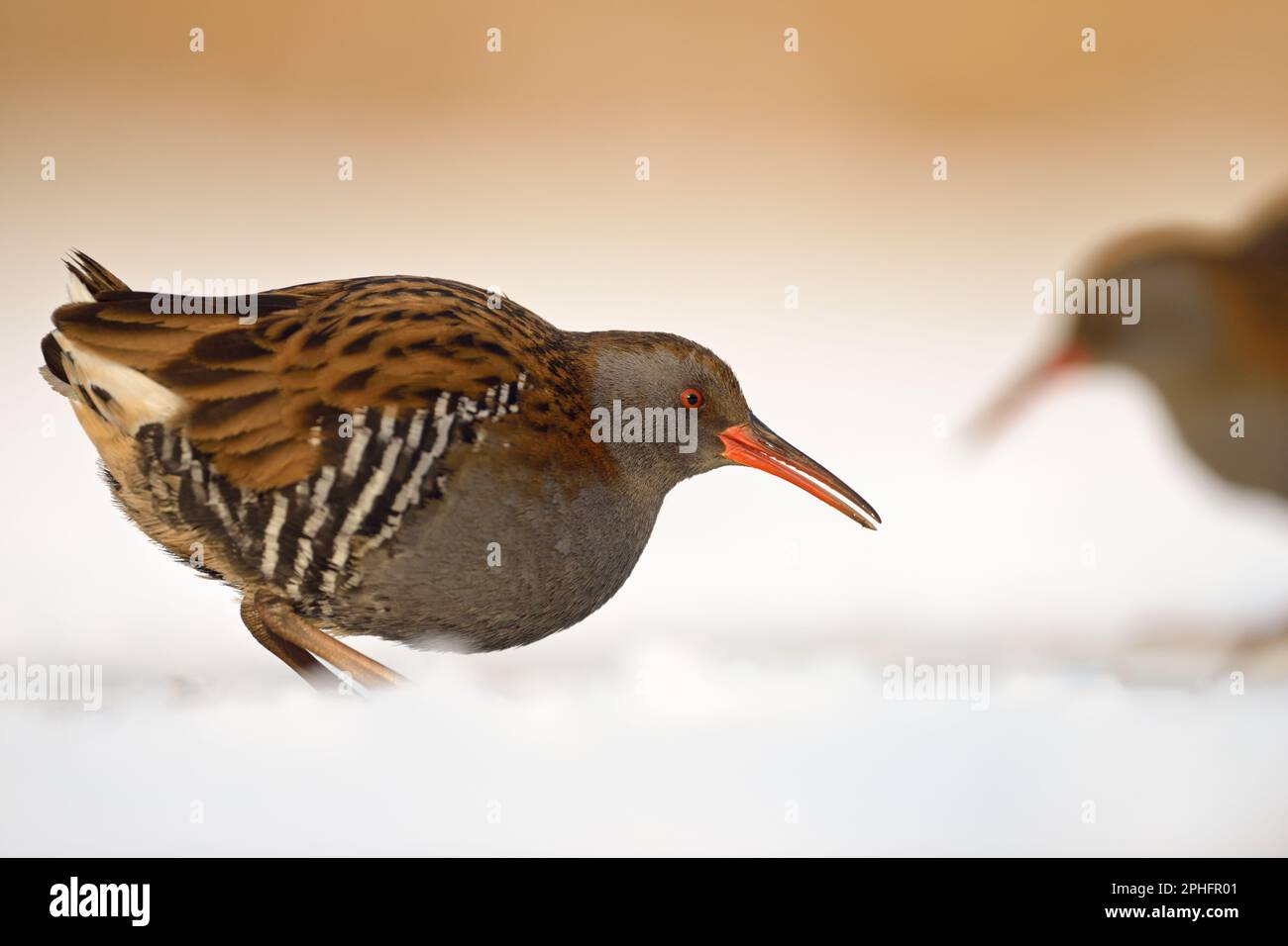 in winter... two Water rails ( Rallus aquaticus ) searching for food in snow and ice Stock Photo