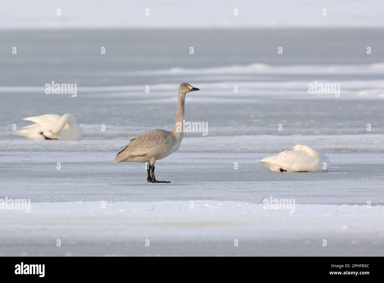 juvenile... Bewick's Swan (Cygnus bewickii) on a frozen lake. Stock Photo