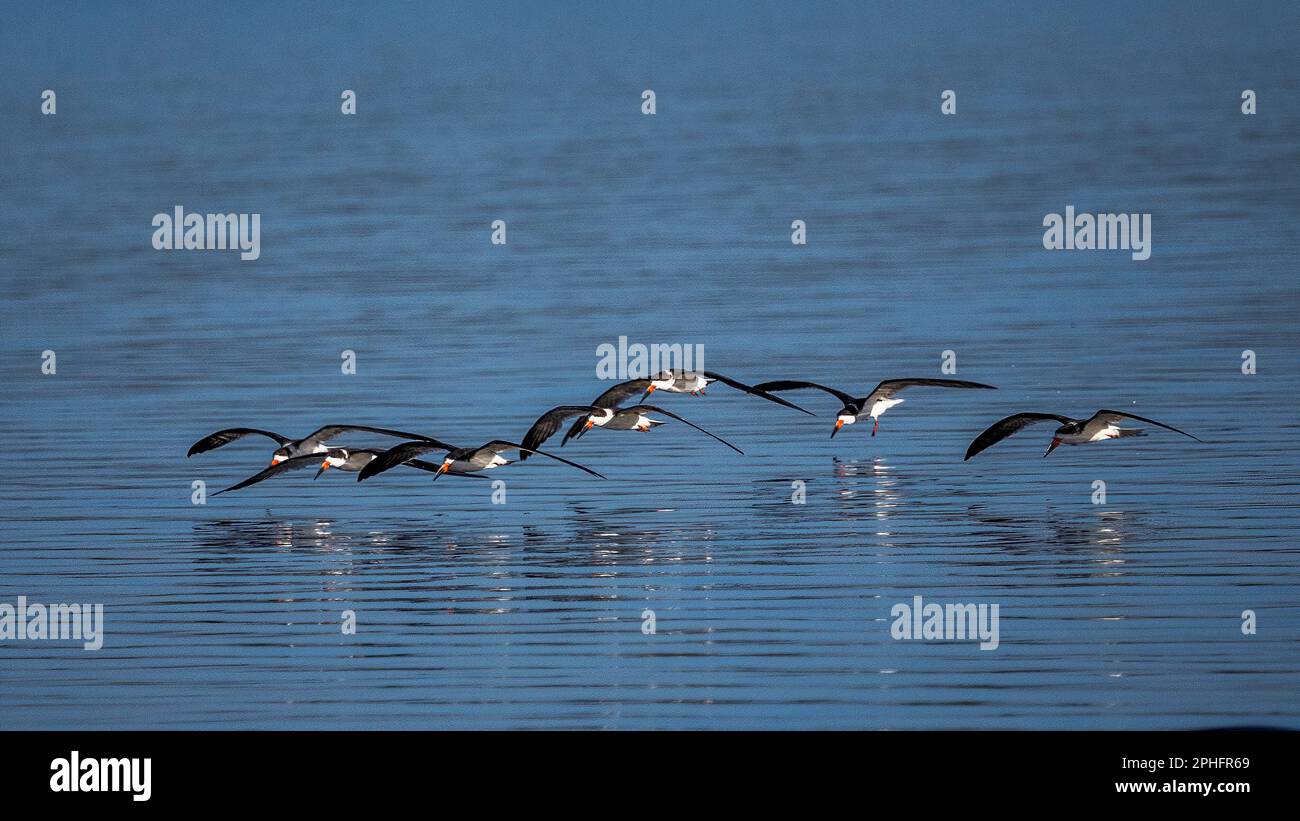 A flock of Black Skimmers flying over Myakka Lake in Myakka River  State Park in Sarasota Florida USA Stock Photo