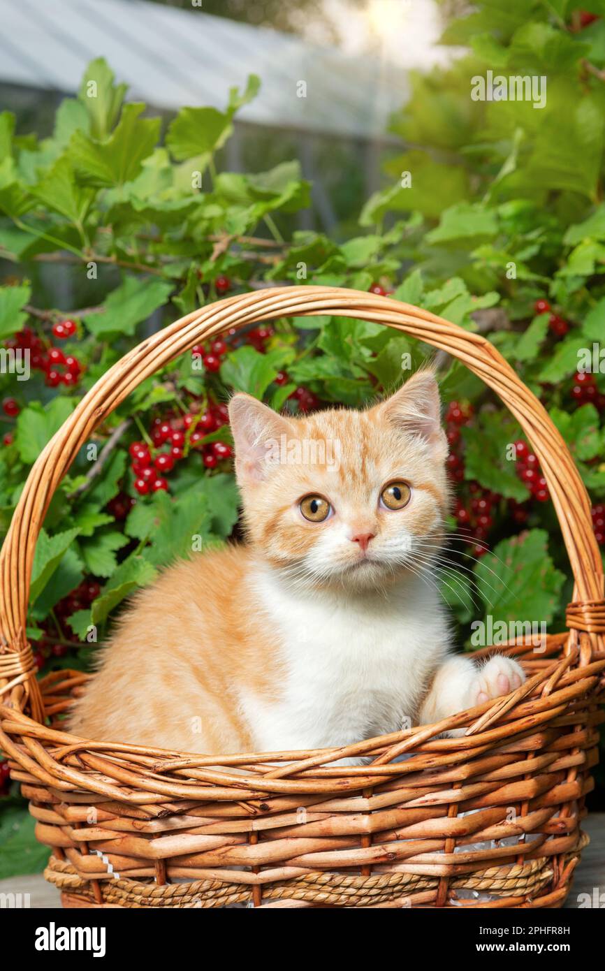A British red-haired shorthair kitten is sitting in a basket made of vines against the background of a currant bush with red berries. The concept of t Stock Photo