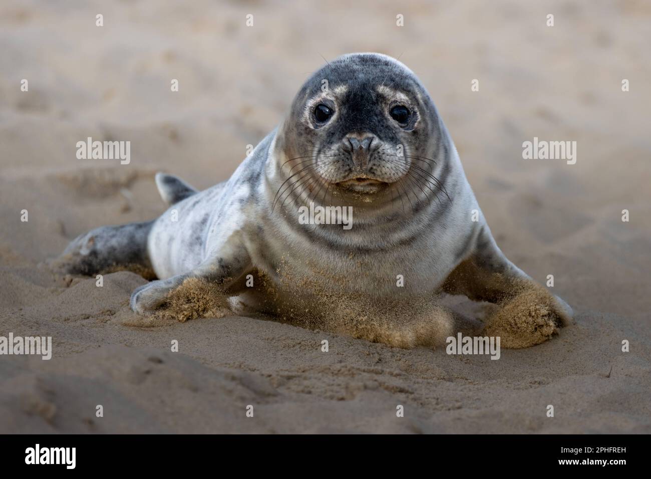 A young seal pup. Norfolk, UK: THESE COMICAL images show a Norfolk seal pulling funny faces including an impression of Homer Simpson?s famous ?Doh!? g Stock Photo