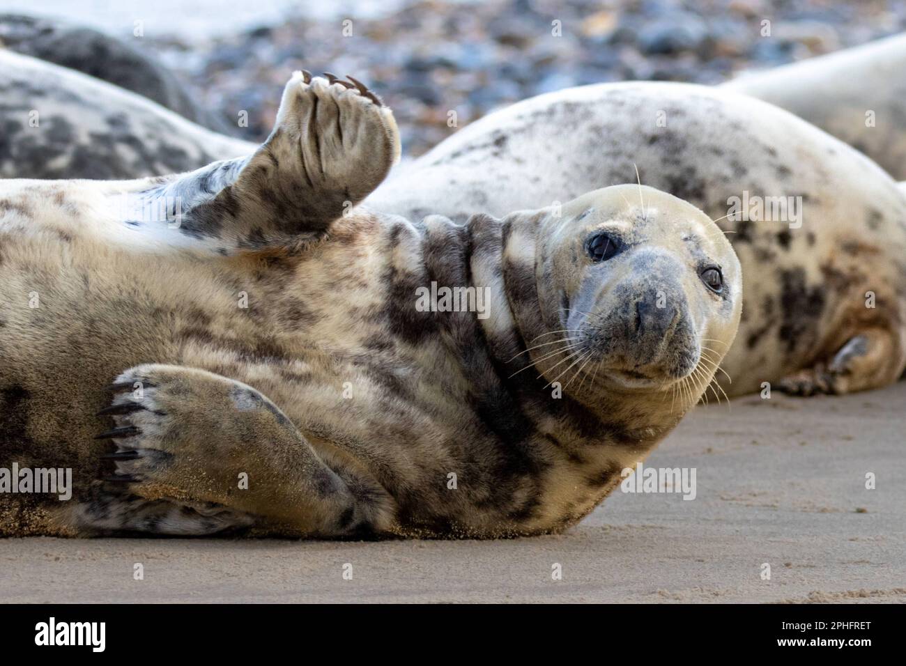Waving hello. Norfolk, UK: THESE COMICAL images show a Norfolk seal pulling funny faces including an impression of Homer Simpson?s famous ?Doh!? gestu Stock Photo