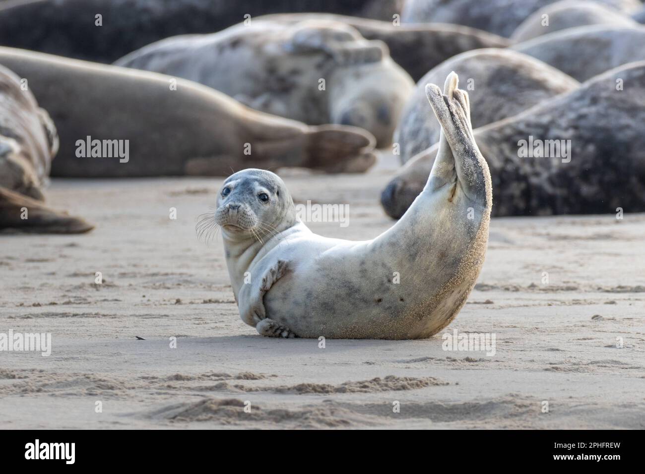 Tail up. Norfolk, UK: THESE COMICAL images show a Norfolk seal pulling funny faces including an impression of Homer Simpson?s famous ?Doh!? gesture wi Stock Photo