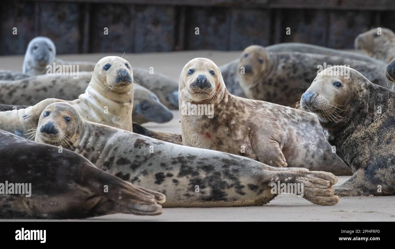 Gang photo. Norfolk, UK: THESE COMICAL images show a Norfolk seal pulling funny faces including an impression of Homer Simpson?s famous ?Doh!? gesture Stock Photo
