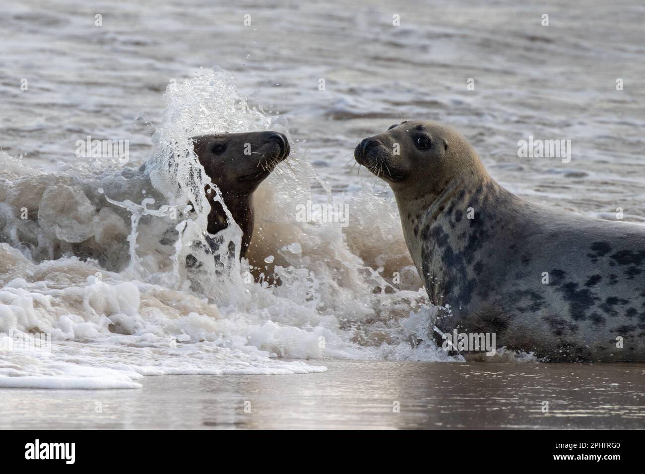 Splash time. Norfolk, UK: THESE COMICAL images show a Norfolk seal pulling funny faces including an impression of Homer Simpson?s famous ?Doh!? gestur Stock Photo