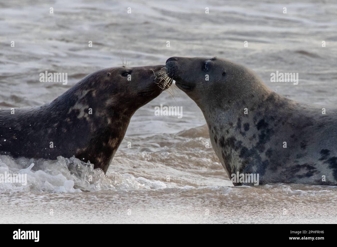 Kisses. Norfolk, UK: THESE COMICAL images show a Norfolk seal pulling funny faces including an impression of Homer Simpson?s famous ?Doh!? gesture wit Stock Photo