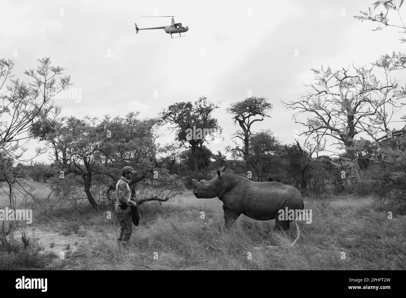 Facing the rhino. THESE HEART-BREAKING images show the dehorning of a rhino in a bid to protect the rhino from being killed by poachers for the ivory Stock Photo