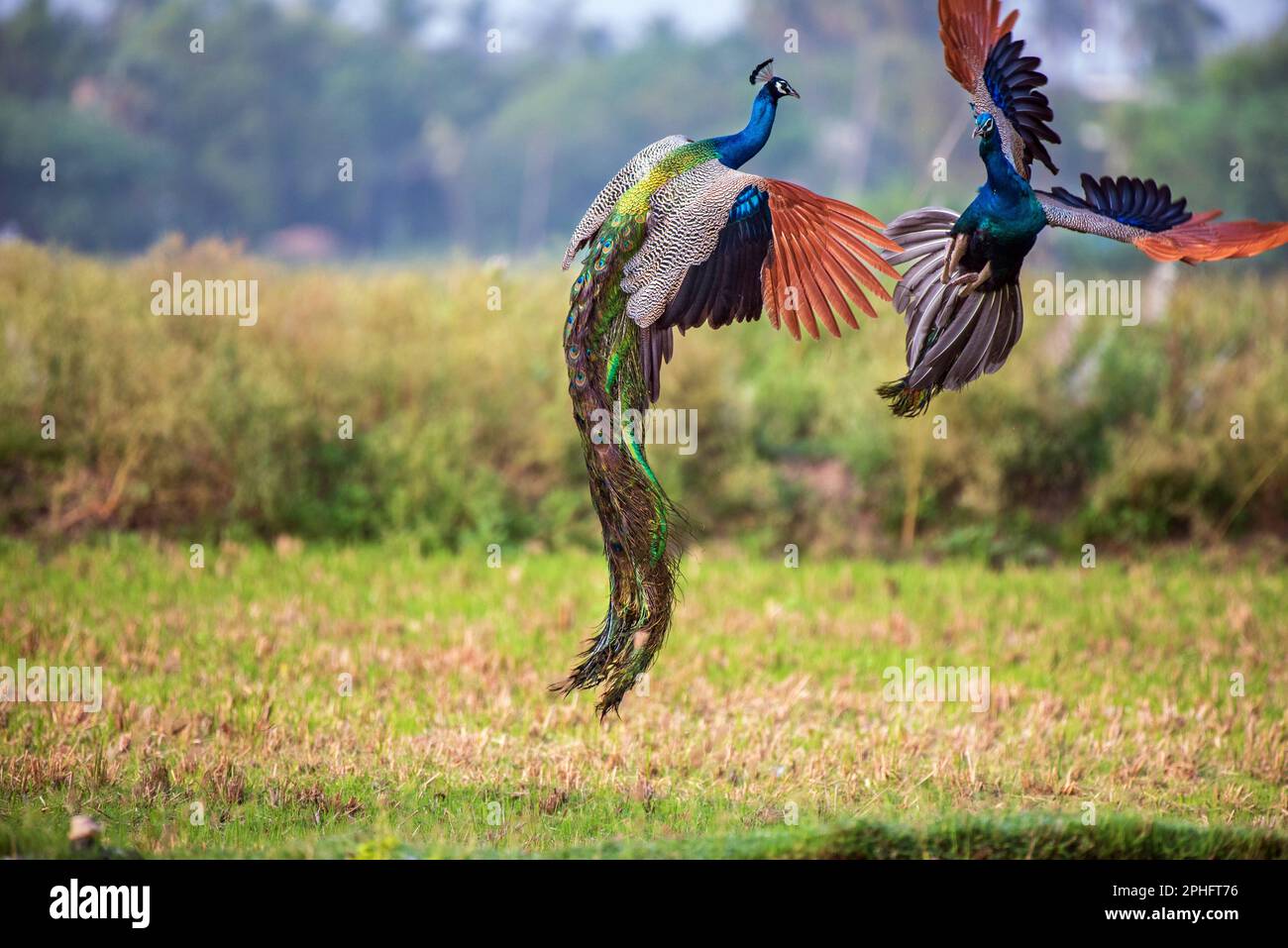 Fighting peacock hires stock photography and images Alamy