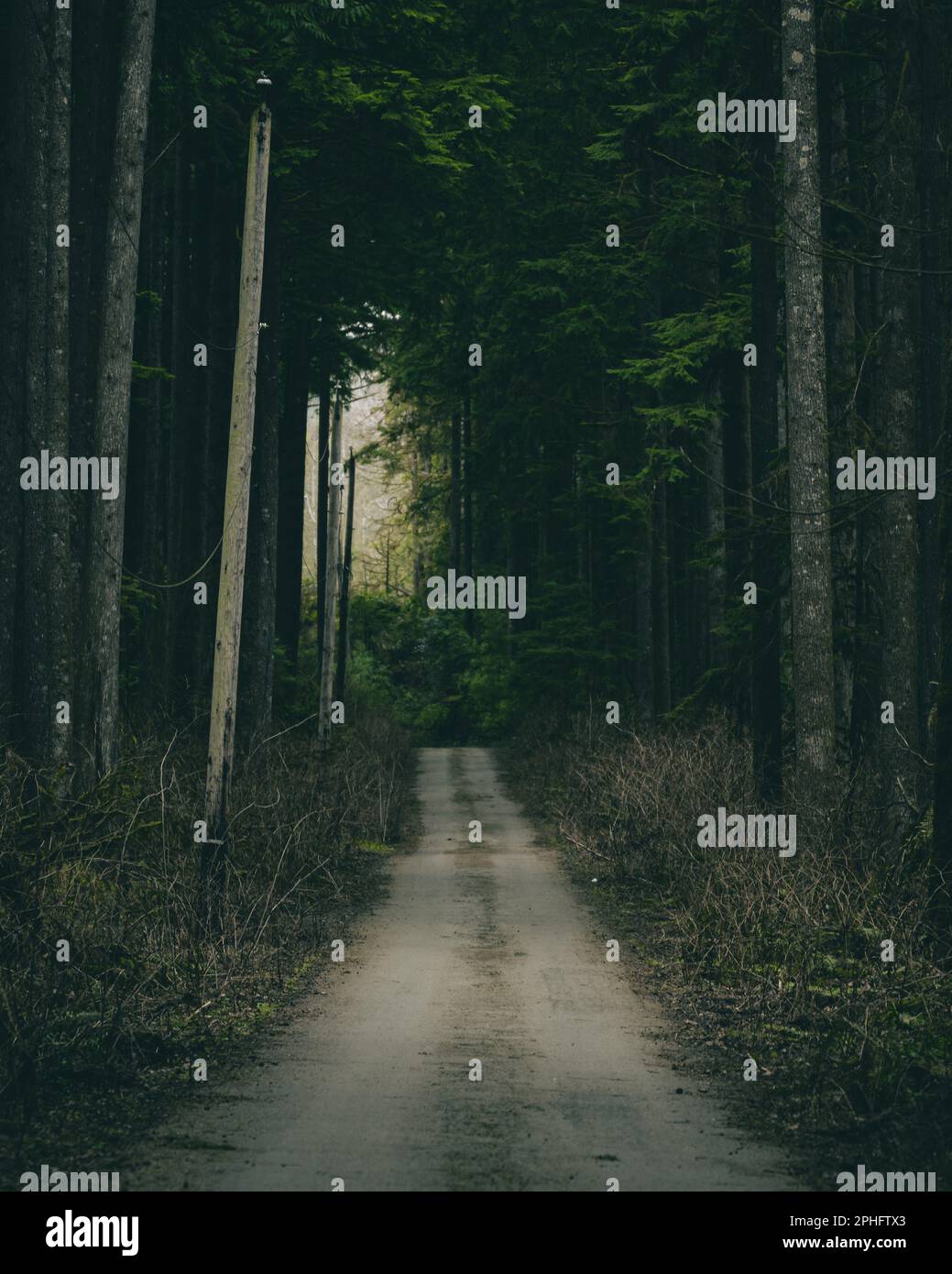 Dense pine trees shrouded in hi-res stock photography and images - Alamy