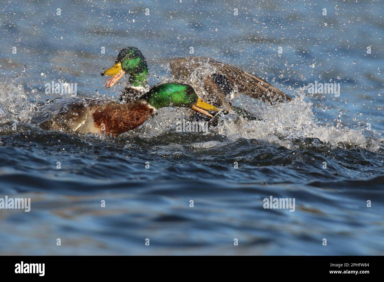 Two drake mallard ducks Anas platyrhynchos fighting in Spring to compete for access to females for mating Stock Photo
