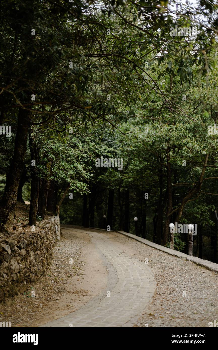A vertical shot of a pathway in a park covered in greenery Stock Photo ...