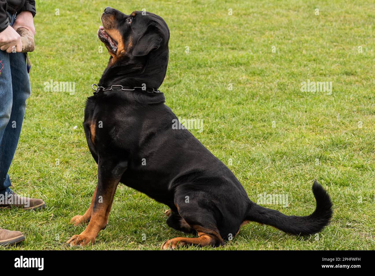 male rottweiler paying full attention to handler Stock Photo