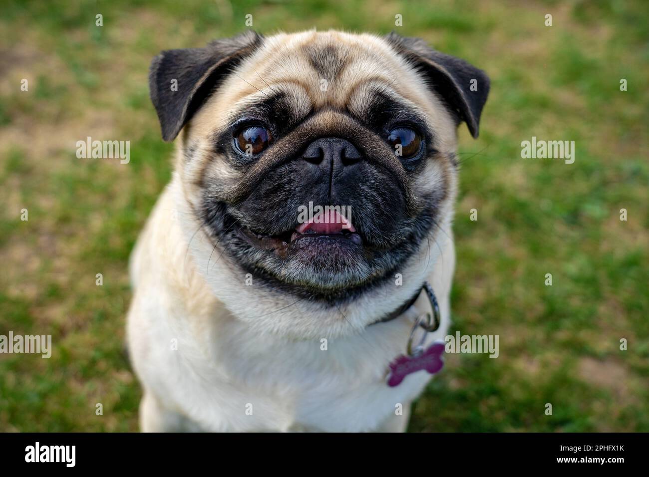 cute mops pug dog puppy looking up into the camera . Stock Photo