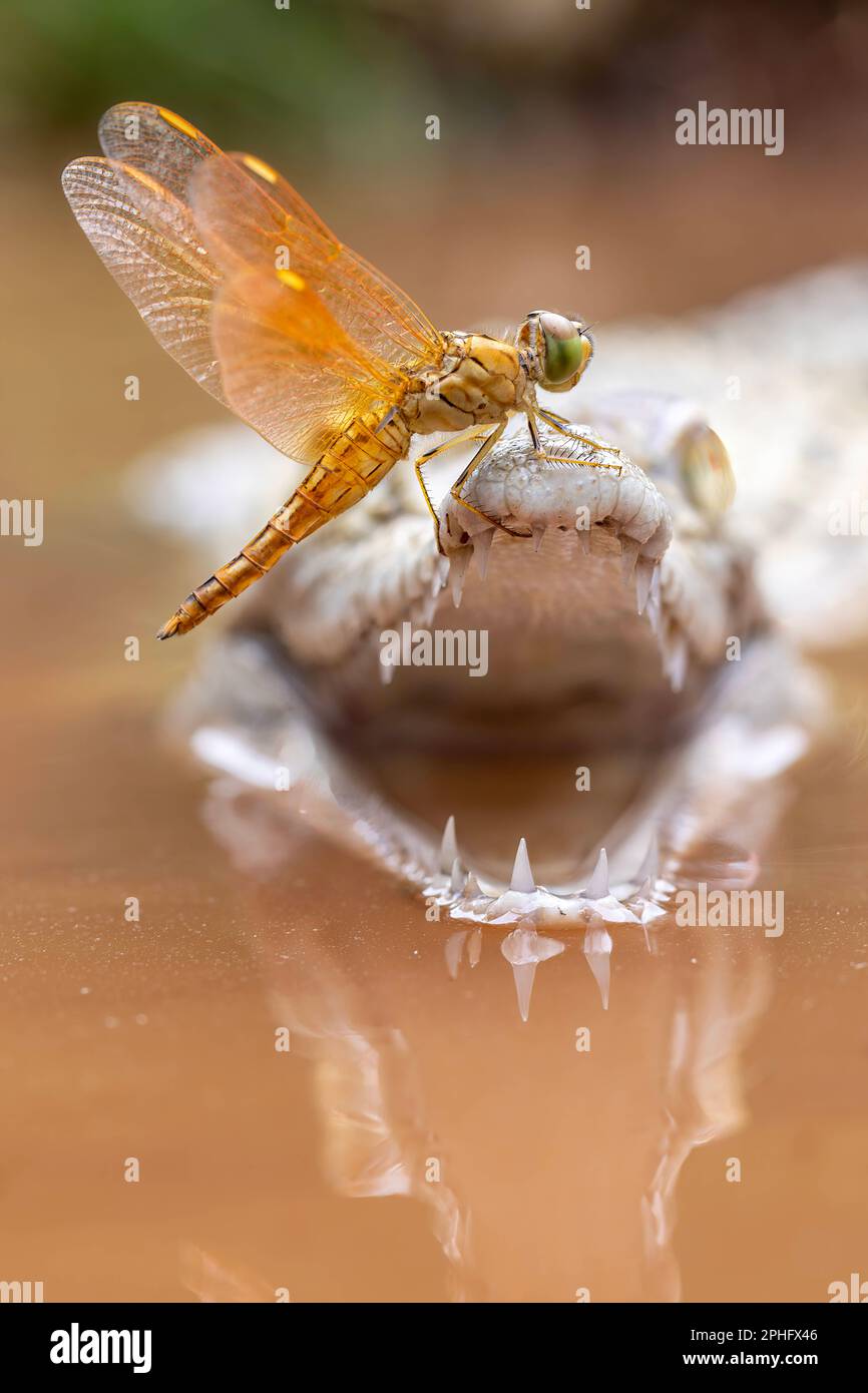 A balancing act indonesia a brave dragonfly decided to take a deadly