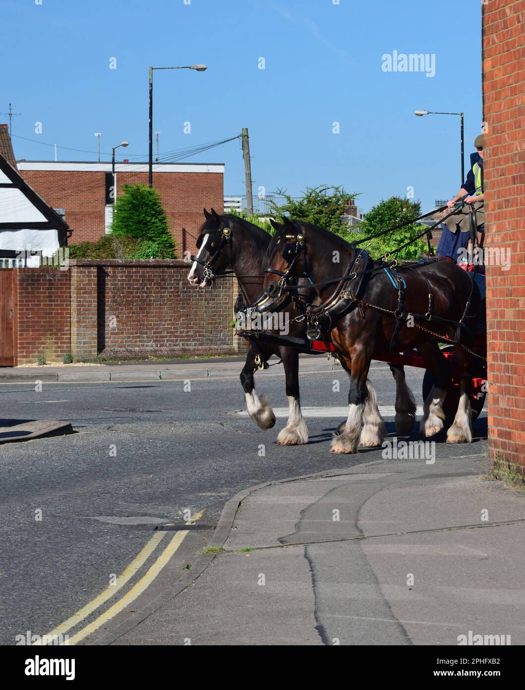 Wadworth shire horses Monty and Prince delivering beer through the