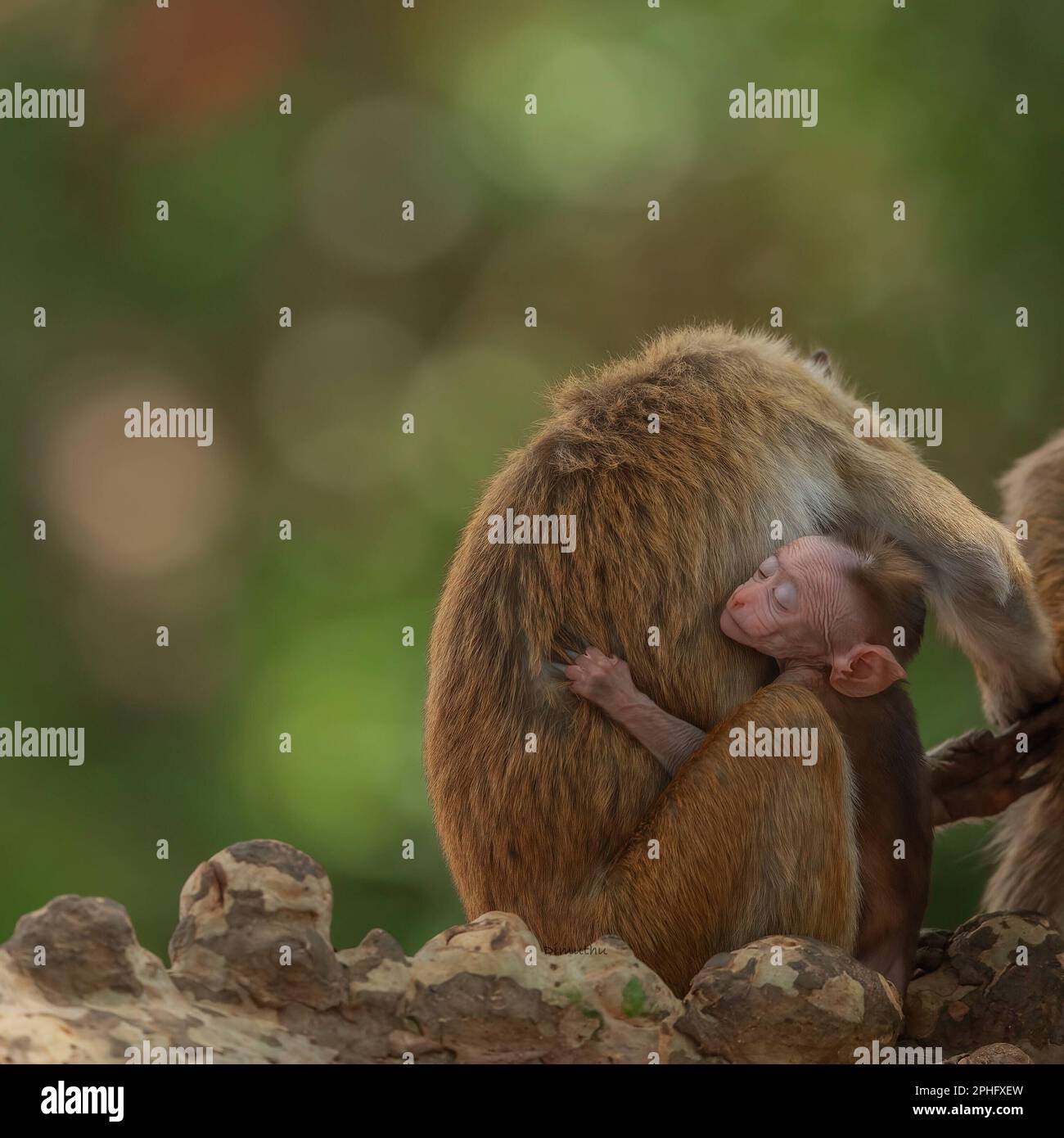 Motherly love. Sri Lanka: THESE ADORABLE images show the bond between a mother and child as a baby macaque cuddles into its mother after a busy day of Stock Photo