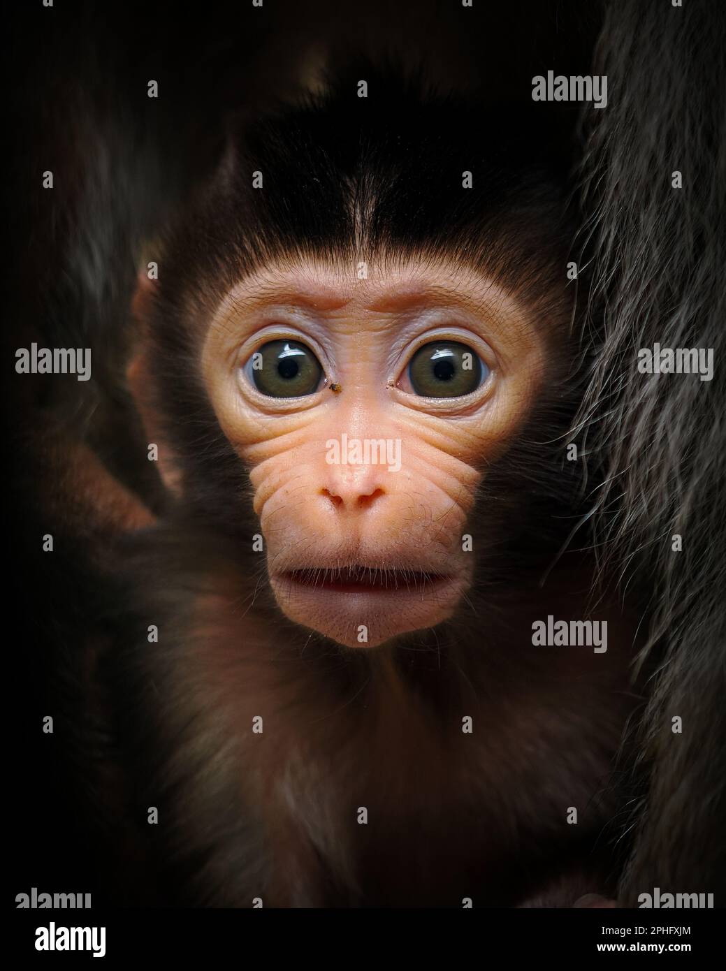 Looking shocked. Indonesia: THESE ADORABLE images show a newborn baby macaque monkey smiling at the photographer and pulling faces as it explores the Stock Photo