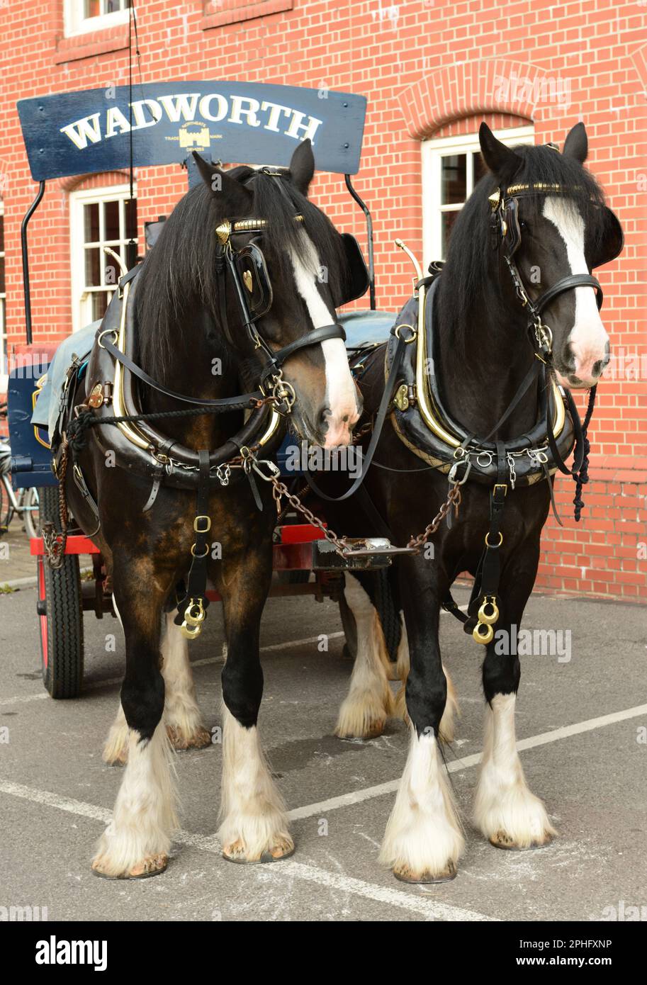 Wadworth shire horses Max and Monty outside the Northgate brewery in