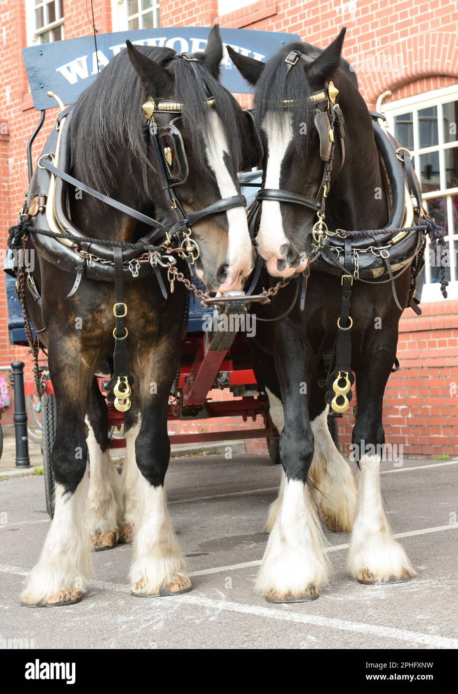 Wadworth shire horses Max and Monty outside the Northgate brewery in