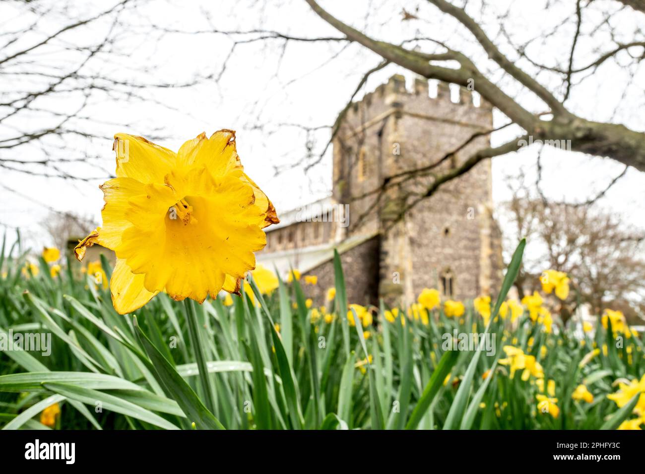 Brighton, March 28th 2023 Daffodils growing in a city centre