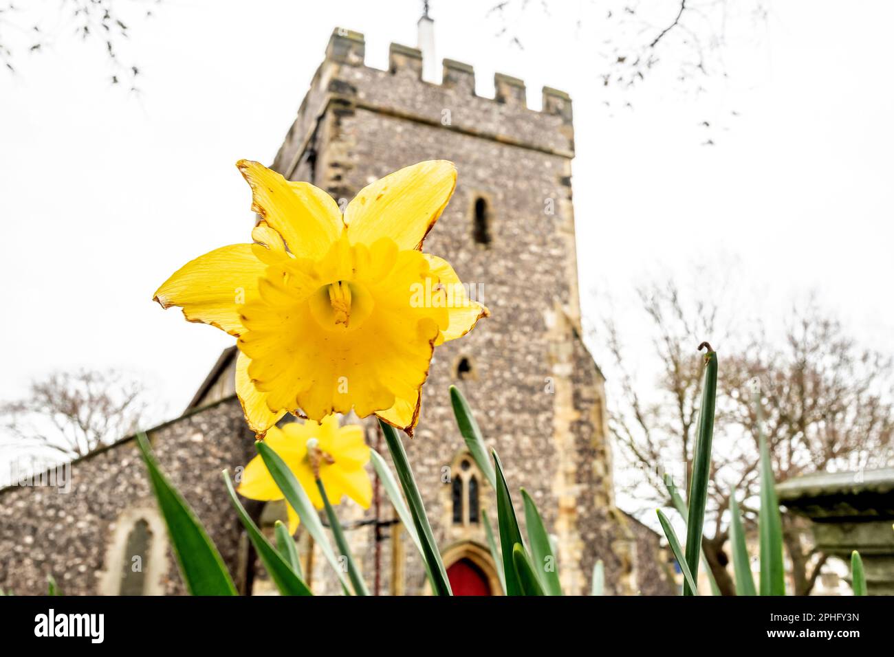 Brighton, March 28th 2023 Daffodils growing in a city centre