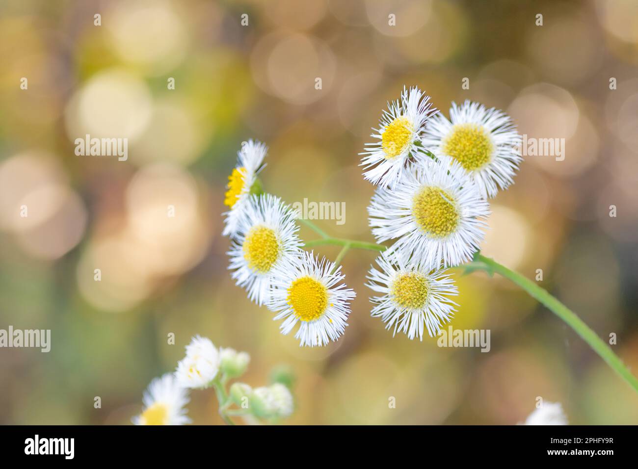 Common eastern fleabane flowers in the foreground and a colorful bokeh background. Stock Photo