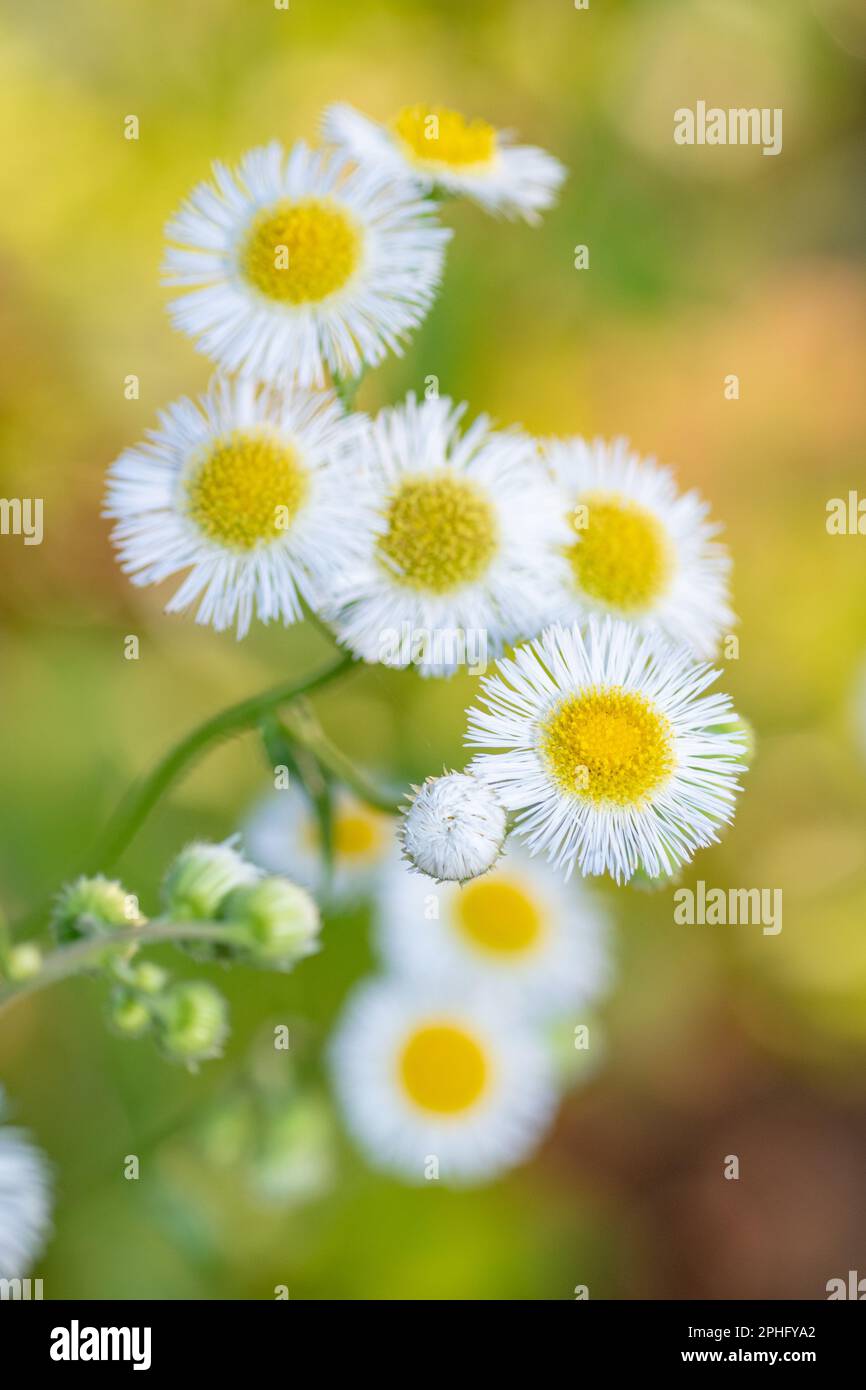 Bright white daisy fleabane flowers with a sunny yellow center. Stock Photo