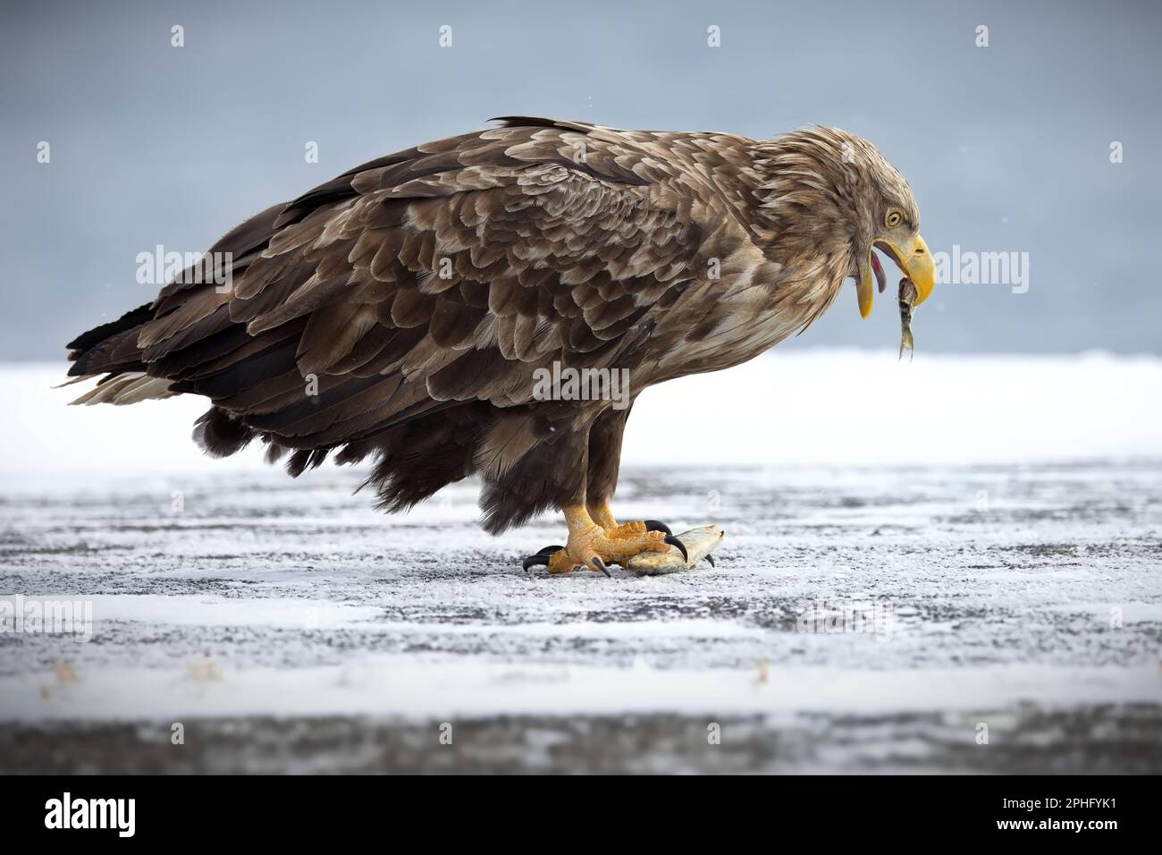A White-Tailed eagle standing atop a snow-covered terrain as it ...