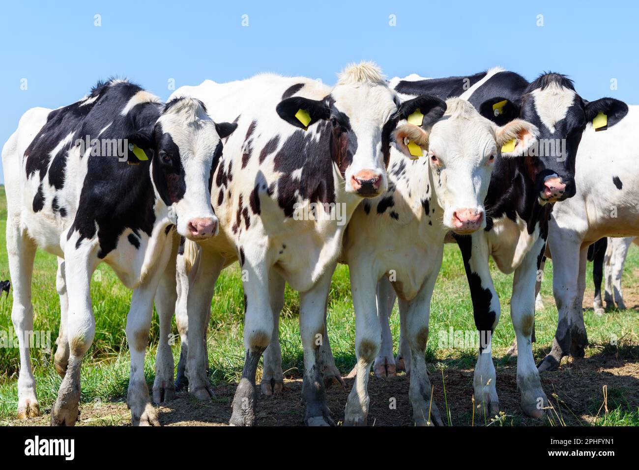 Curoius black and white dairy cows in a field on a sunny summer day ...