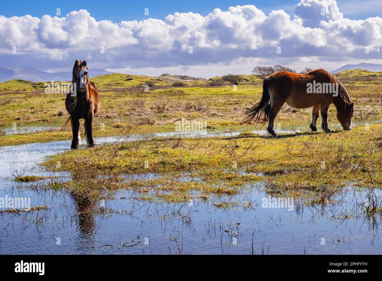 Two Welsh ponies grazing on Newborough Warren Nature Reserve. Newborough, Isle of Anglesey, Wales, UK, Britain Stock Photo