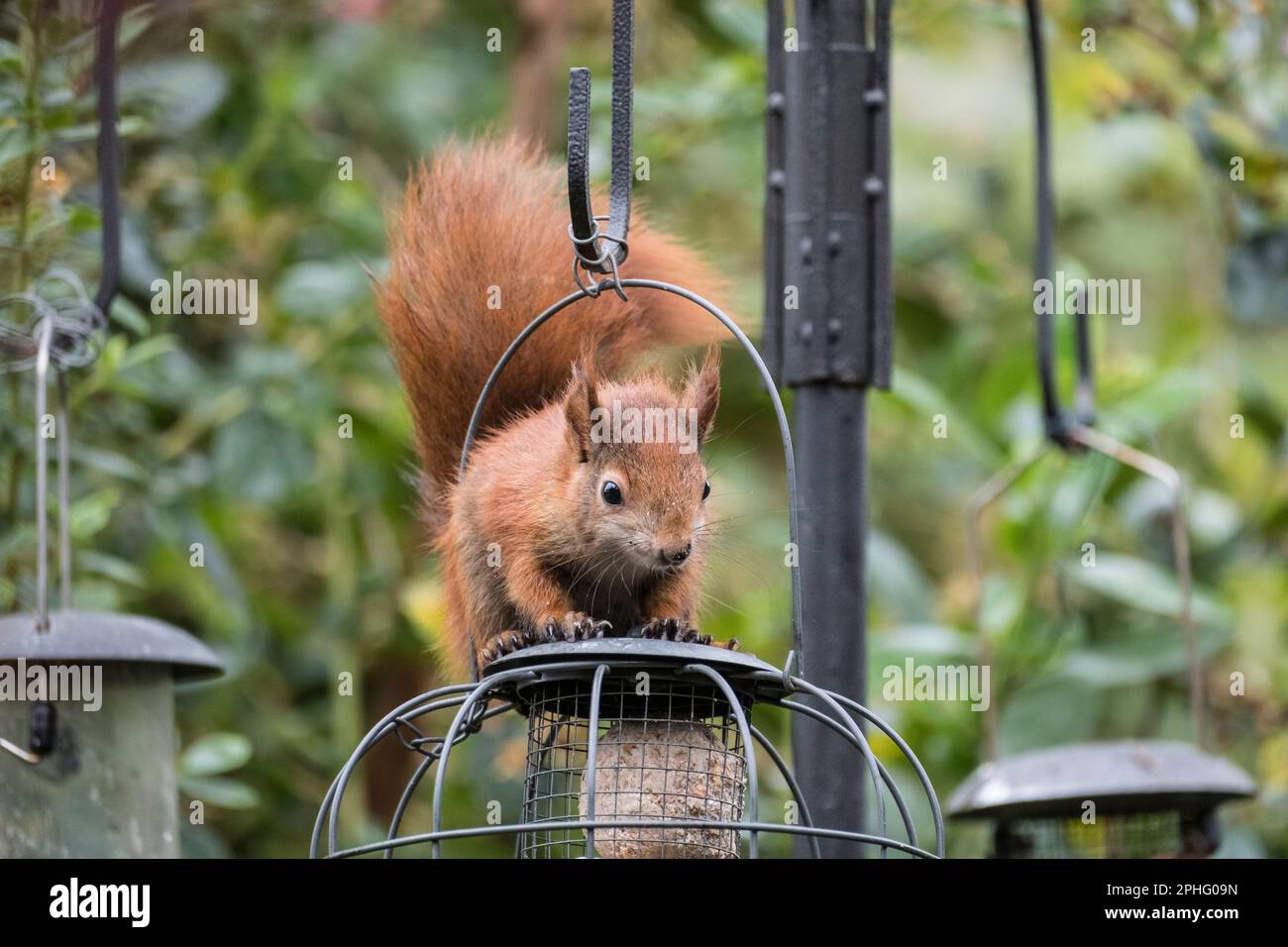 A wild Red Squirrel (Sciurus vulgaris) on a squirrel-proof feeder hanging in a domestic garden. Benllech, Isle of Anglesey, Wales, UK, Britain Stock Photo