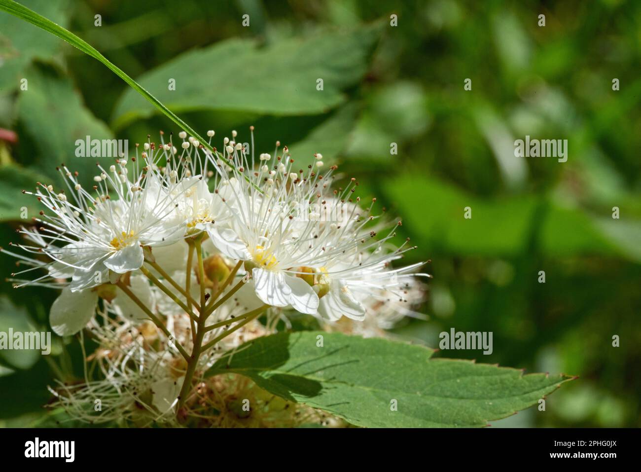 A white germander meadowsweet with its delicate petals, standing against a blurred green background Stock Photo