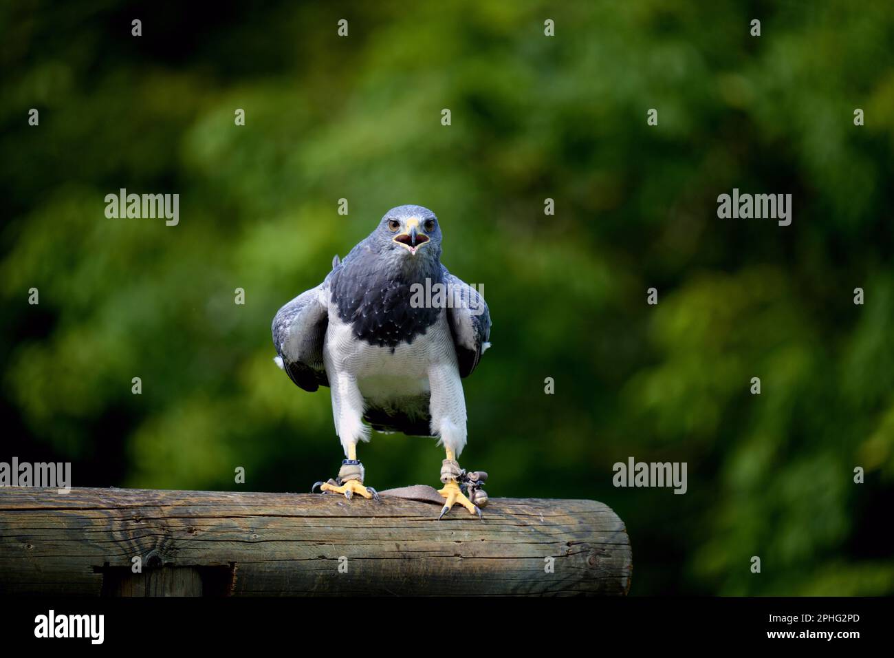 Blackchested buzzardeagle on wooden beam with big claws and open beak