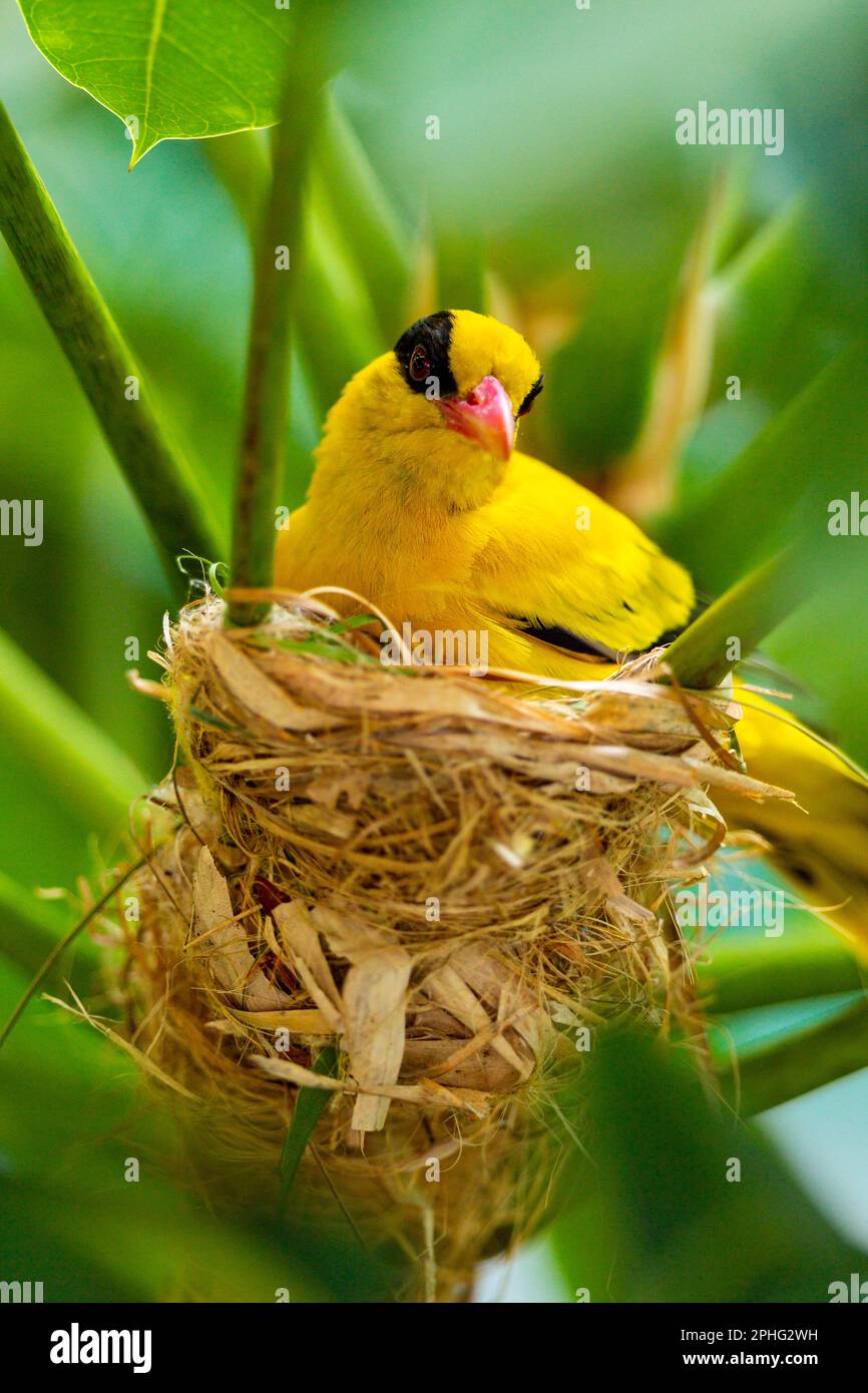 A female black naped oriole nest building in an umbrella tree behind a private apartment block in Singapore Stock Photo