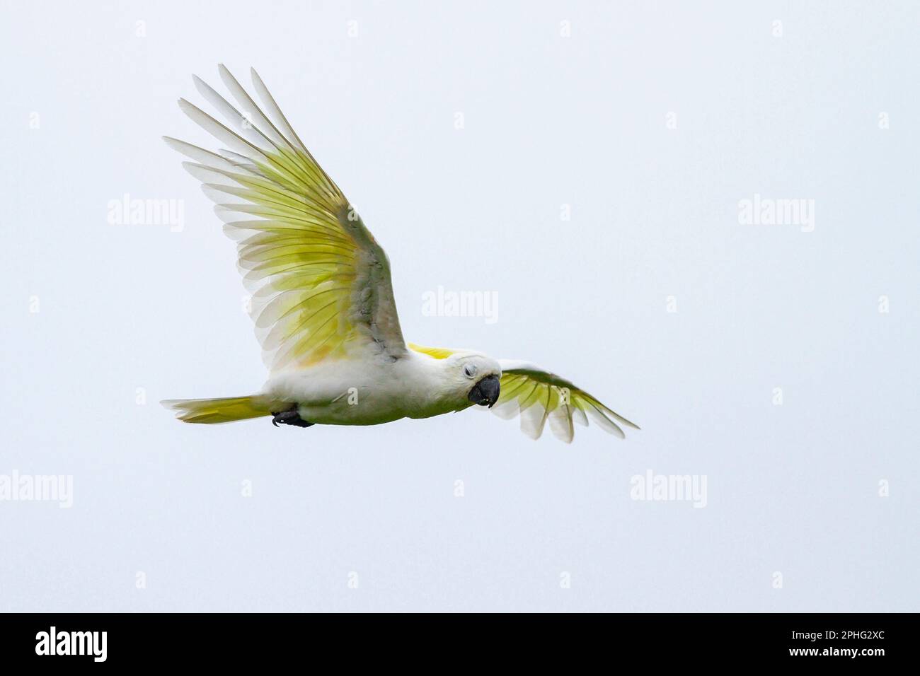A feral yellow crested cockatoo in flight, Singapore Stock Photo