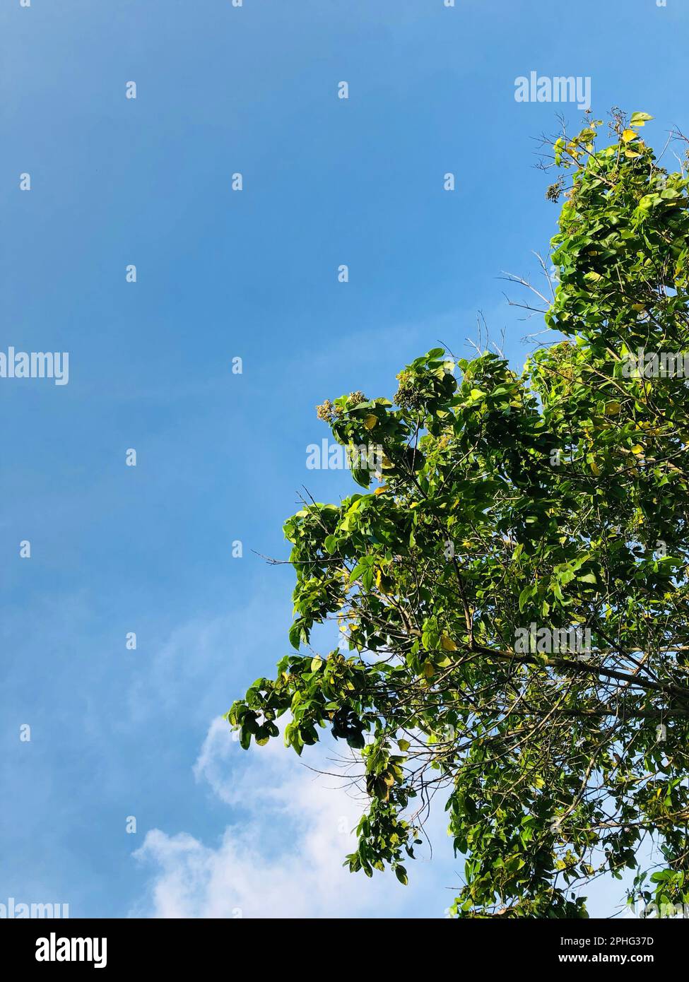 A vertical low angle shot of a green tree with lush leaves under a ...