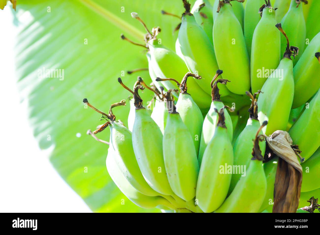 aloe vera plant buy Aloe Vera Plant - For Sale main image 0