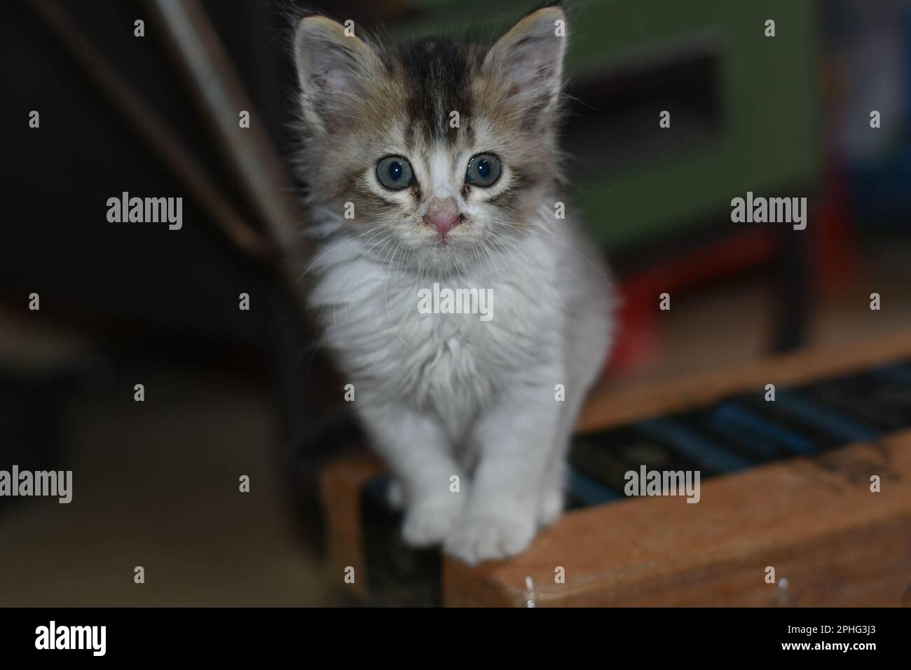 An Indian kitten sitting Stock Photo