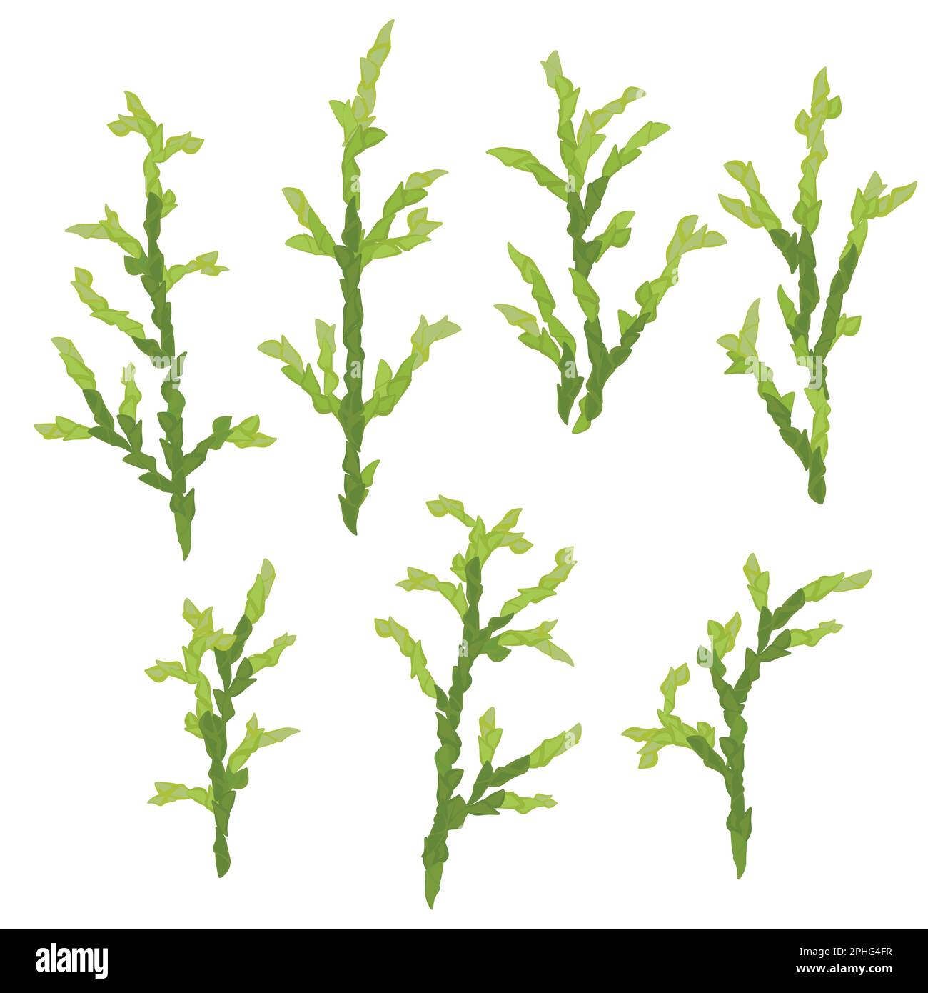 Bright branches with cypress needles set of twigs Stock Vector