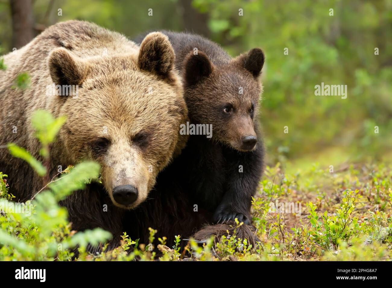 Close up of female Eurasian brown bear (Ursos arctos) and her cub in ...