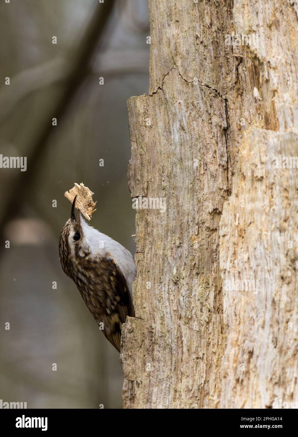 Treecreeper Certhia familiaris, with piece of bark large feet long down curved bill long stiff tail brown upperparts white underside white eye stripe Stock Photo