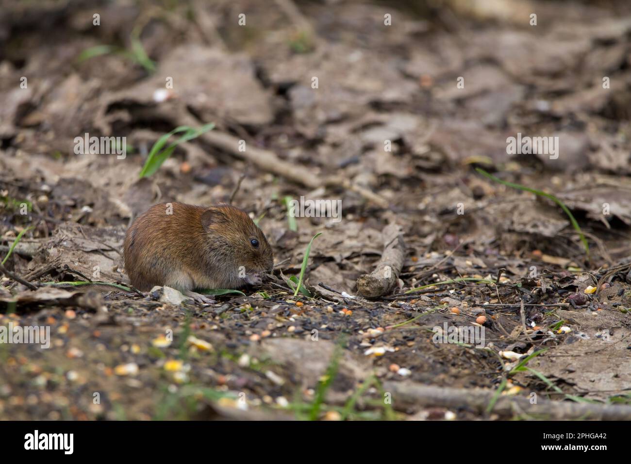 Bank vole Clethrionomys glareolus Glossy chestnut brown coat small exposed ears short hairy tail grey underside blunt nose, in bird hide eating seed Stock Photo