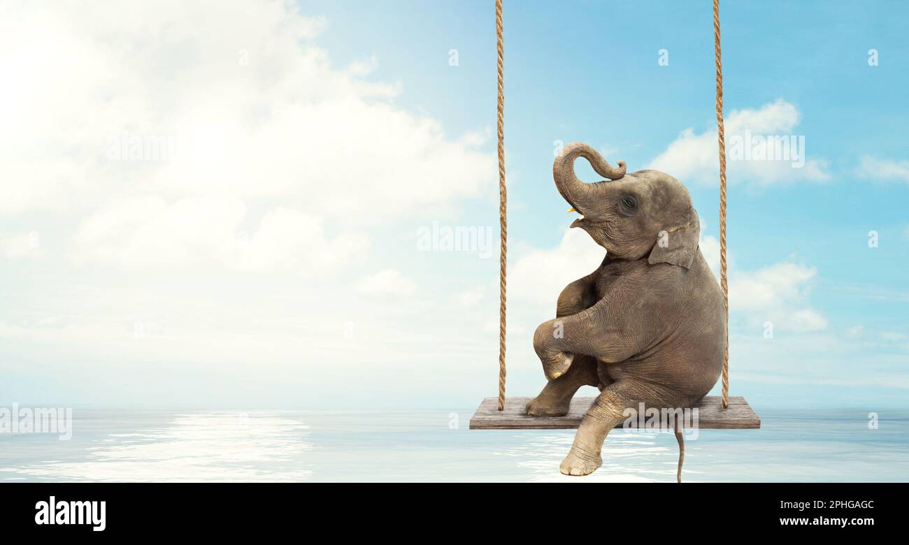 Close up of an Elephant sitting on a swing above water. Concept of  freedom and happiness. Stock Photo