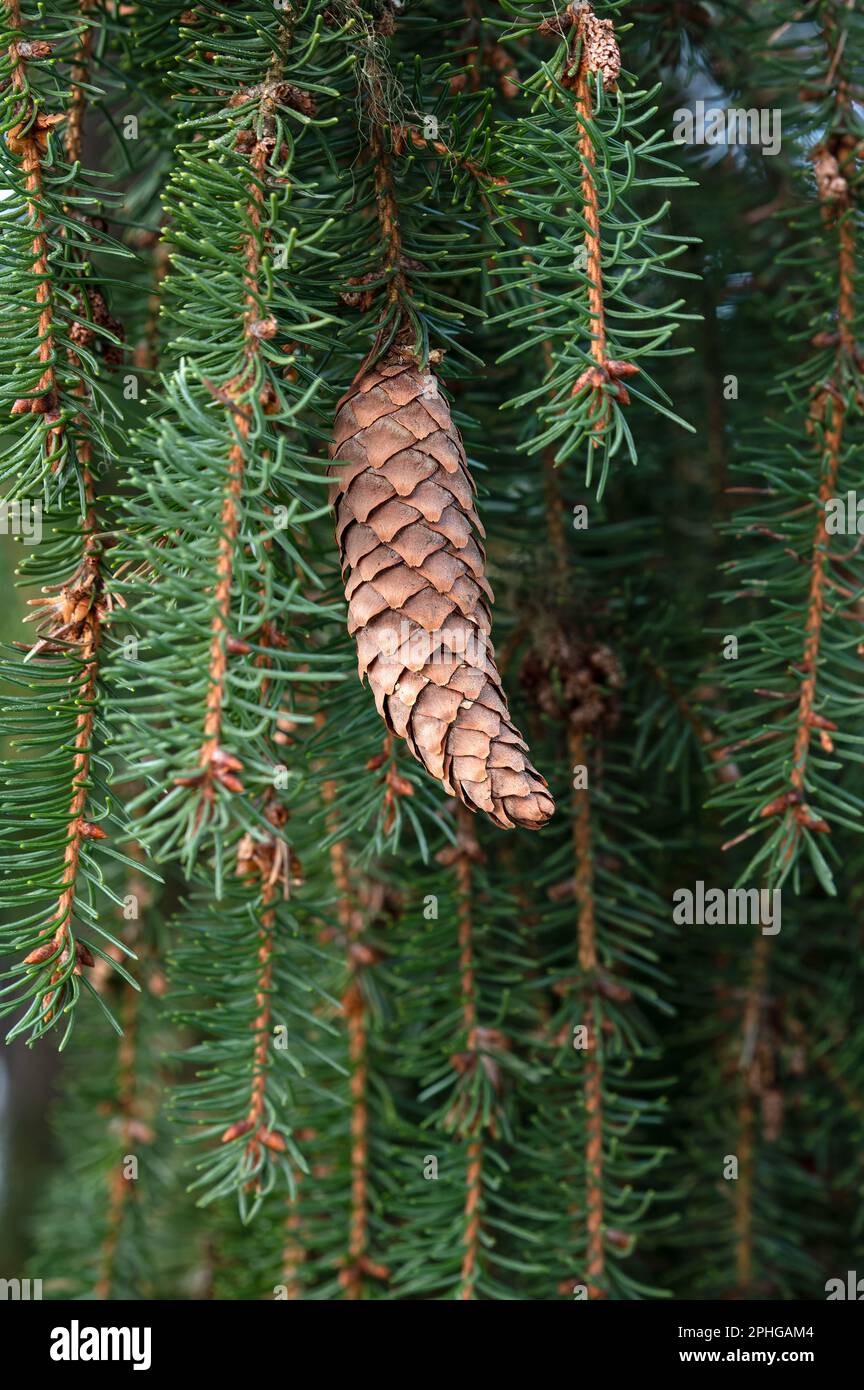 European spruce aka Norway spruce, Picea abies, cone hanging from branch. Stock Photo