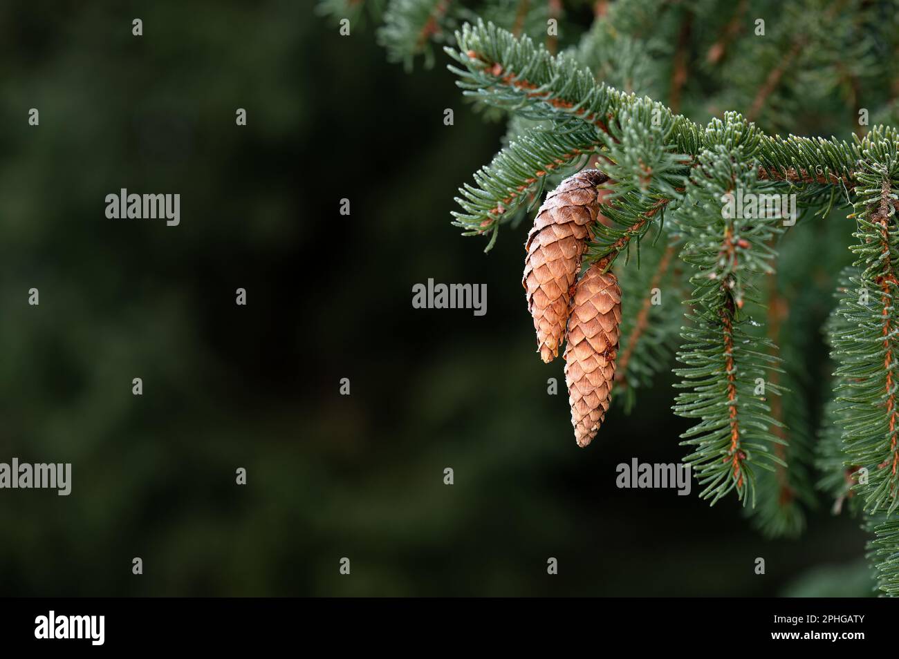 European spruce aka Norway spruce, Picea abies, cones hanging from branch. Stock Photo